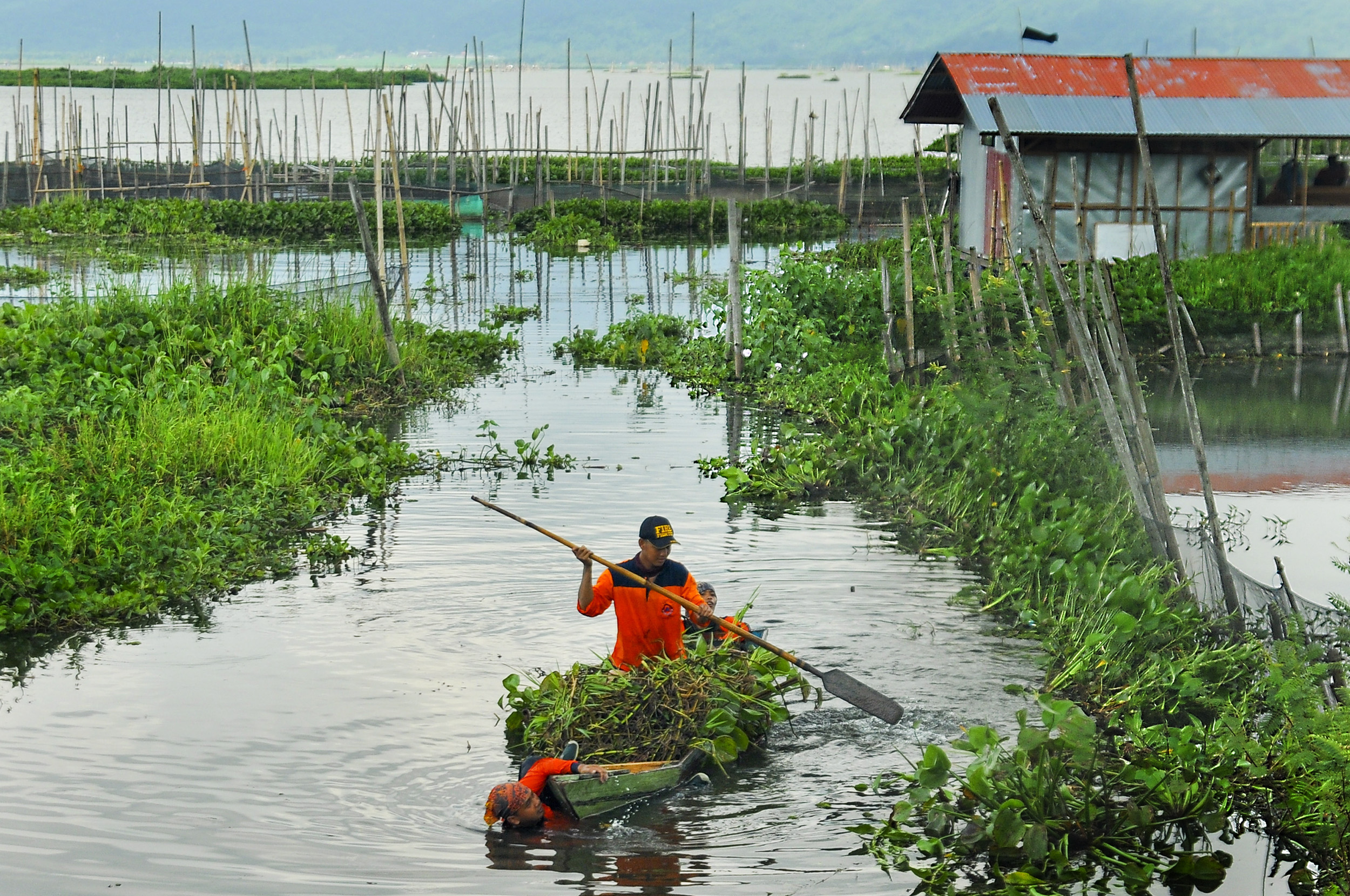 Two male government officials, one in a boat and one in the water, removing water hyacinths from the lake.